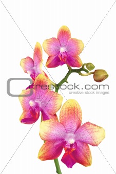 Beautiful yellow and pink orchid isolated on white background