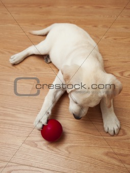 Labrador Puppy playing