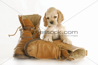 puppy with work boots