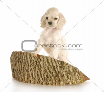 puppy climbing on block of wood