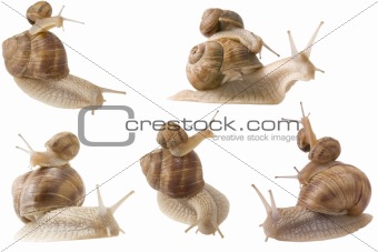 piggy back snails