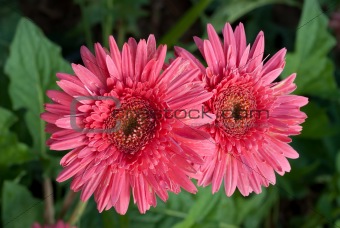 two pink flower