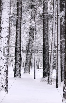 snow laden trees and the ground blanketed in snow in Yosemite fo