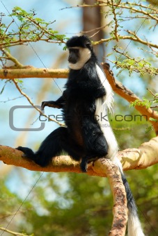 Black-and-white colobus monkey