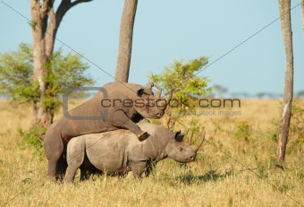 Two Large white rhinoceros mating