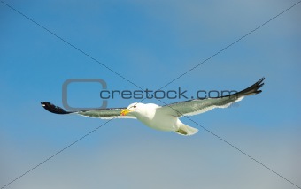 Cape (Kelp) Gull in flight