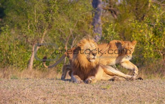 Lion (panthera leo) and lioness  