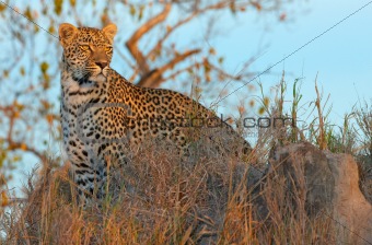 Leopard standing in savannah