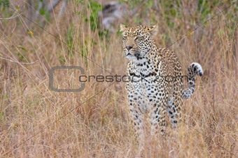Leopard standing alert in savannah
