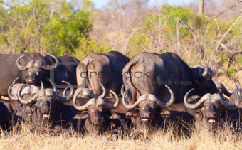 Buffalo (Syncerus caffer) in the wild