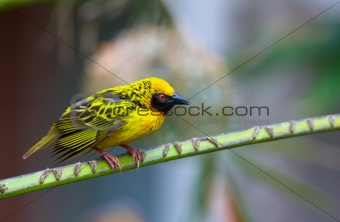 Village (Spotted-backed) Weaver