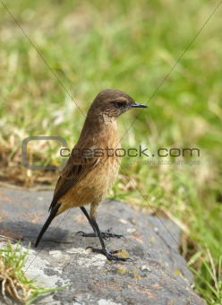 Small brown bird on a rock