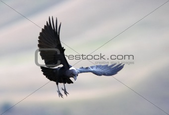 White-necked Raven