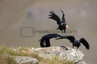 White-necked Ravens