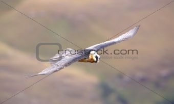 Lammergeyer or Bearded Vulture