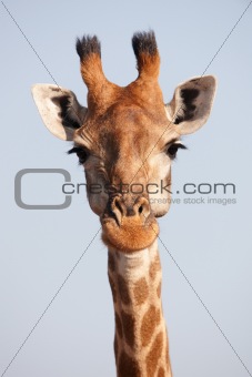Single giraffe (Giraffa camelopardalis)