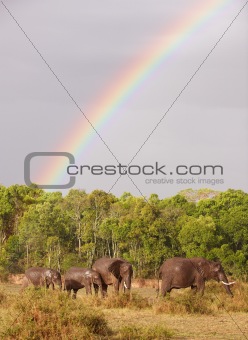 Large herd of Bush Elephants (Loxodonta africana)