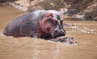 Large hippopotamus (Hippopotamus amphibius)