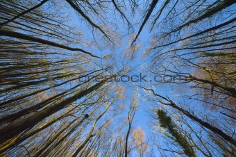 Tree Canopy Convergence