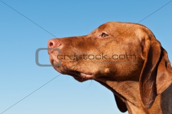 Staring Vizsla Dog (Hungarian Pointer)