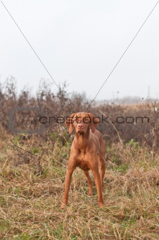 Hungarian Vizsla Dog Standing in a Field