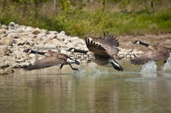 Three Canada Geese Taking Off from a Pond