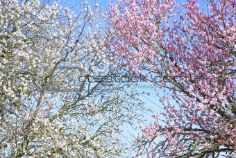 Background of almond tree branches.
