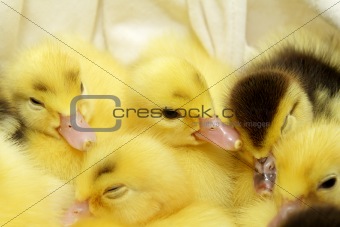 Ducklings sleeping