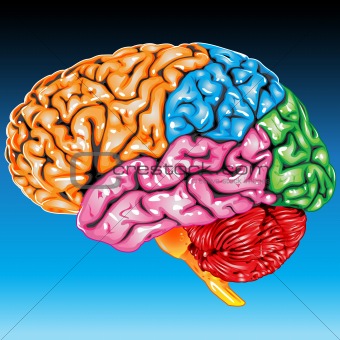 Human brain lateral view