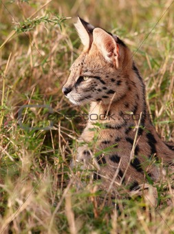 African Serval (Leptailurus serval)