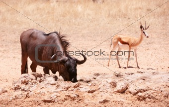 Blue wildebeest and Springbok 