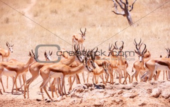 Large herd of Springbok (Antidorcas marsupialis)