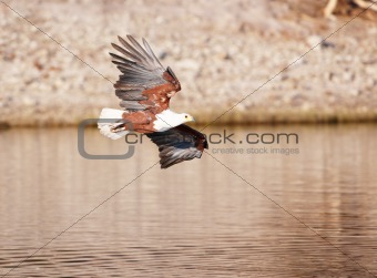 African Fish Eagle (Haliaeetus vocifer)