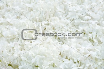 Guelder rose blossoms - background