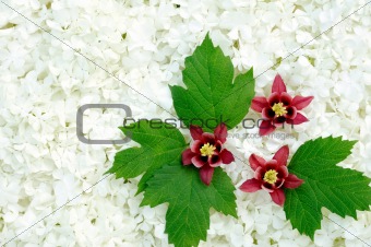 Guelder rose and columbine  blossoms - background