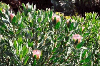 Monte Palace Tropical Garden - Protea