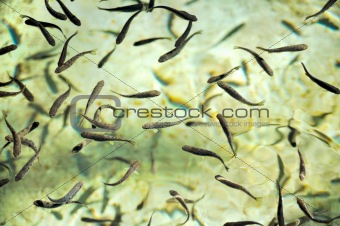 School of fish at a hatchery - trout