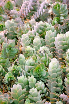 Close up of Kalanchoe - succulent