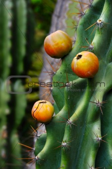 Close up of cactus with fruit
