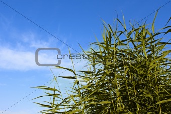 Reed green plants 