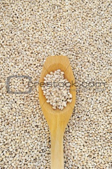 Wooden spoon and dried pearled barley