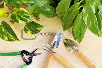 Gardening tools and houseplants - still life