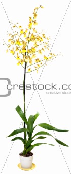 Yellow orchid flowers plant isolated on white