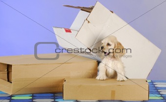 puppy with boxes