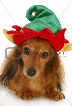 christmas elf dog