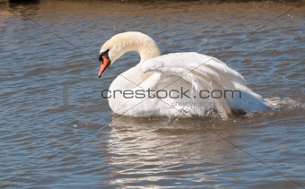 Male mute swan flapping wings 
