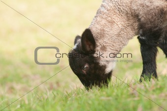 closeup of lamb