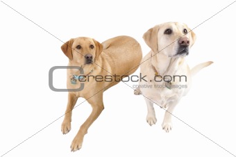 pair of White Labradors