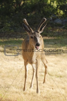 young blacktail buck