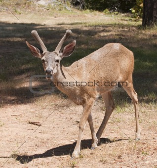 Male Black-tailed deer